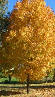 Acer Miyabei State Street 'Morton' (State Street Maple)